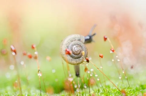 Snails and moss Stock Photos