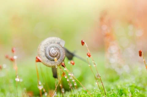Snails and moss Stock Photos