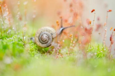 Snails and moss Stock Photos