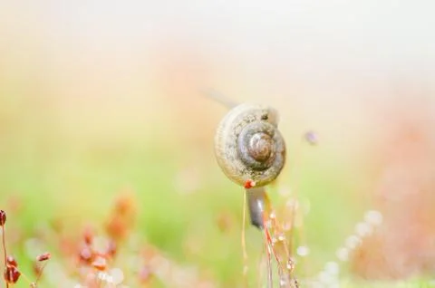 Snails and moss Stock Photos