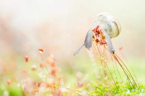 Snails and moss Stock Photos