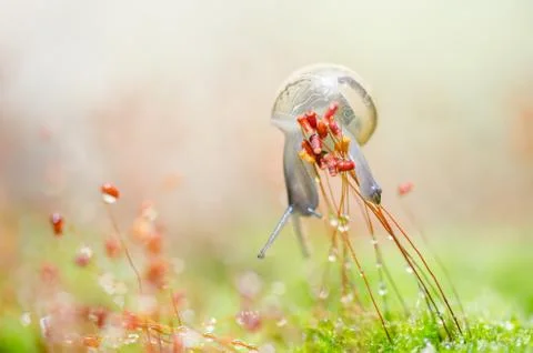 Snails and moss Stock Photos