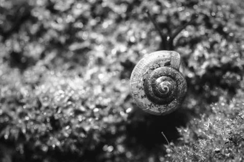 Snails and moss Stock Photos
