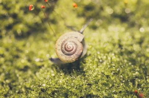 Snails and moss Stock Photos