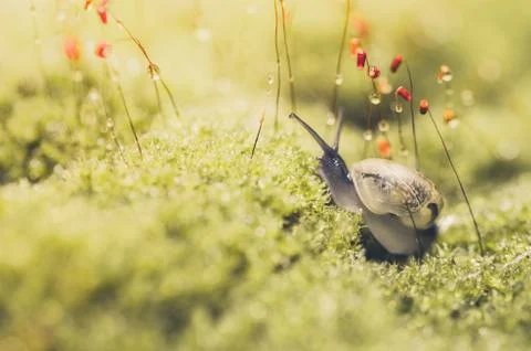Snails and moss Stock Photos