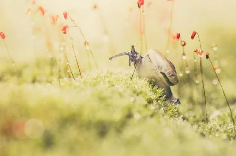 Snails and moss Stock Photos