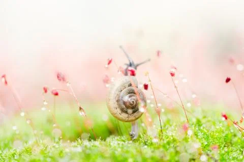 Snails and moss Stock Photos