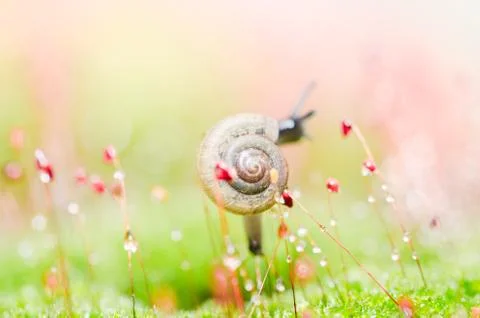 Snails and moss Stock Photos