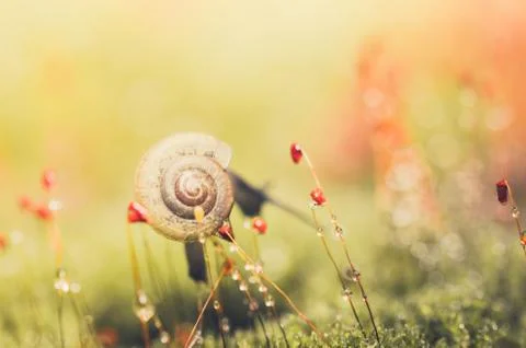 Snails and moss Stock Photos