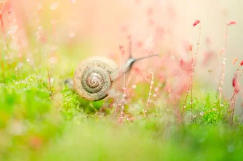 Snails and moss Stock Photos