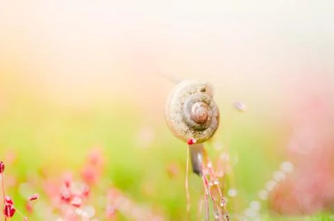 Snails and moss Foto stock