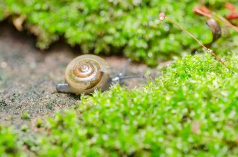 Snails and moss Stock Photos
