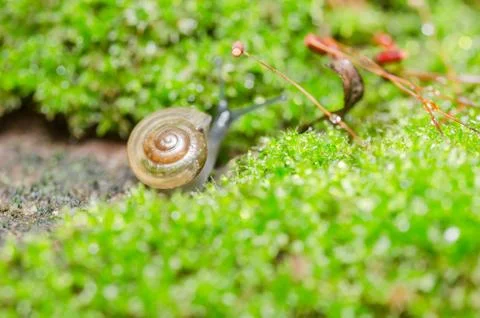 Snails and moss Stock Photos
