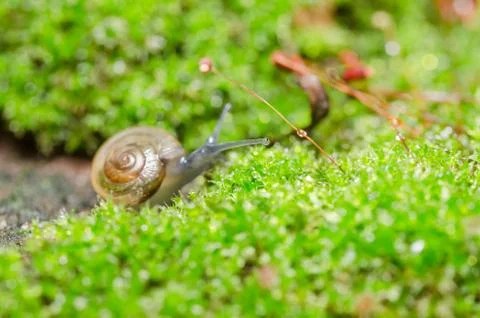 Snails and moss Stock Photos