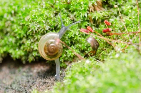 Snails and moss Stock Photos