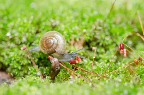 Snails and moss Stock Photos