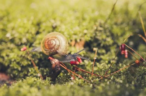 Snails and moss Stock Photos