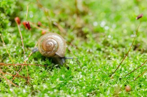 Snails and moss Stock Photos