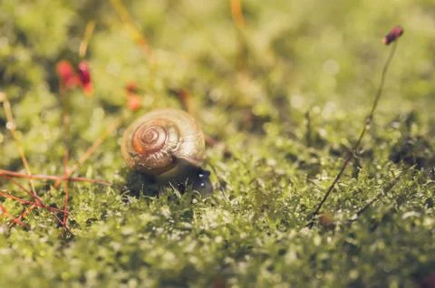 Snails and moss Stock Photos