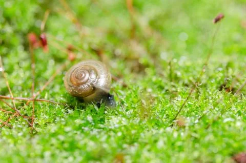 Snails and moss Stock Photos