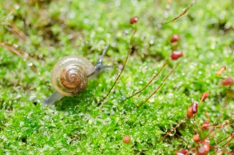 Snails and moss Stock Photos
