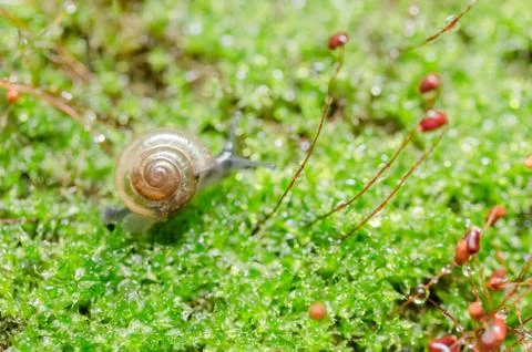 Snails and moss Stock Photos