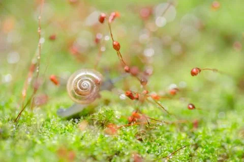 Snails and moss Stock Photos