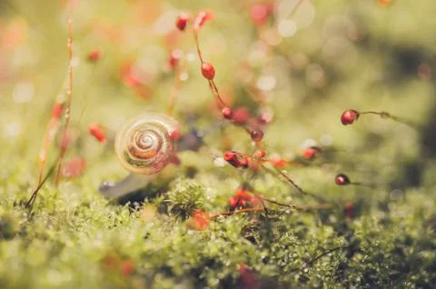 Snails and moss Stock Photos