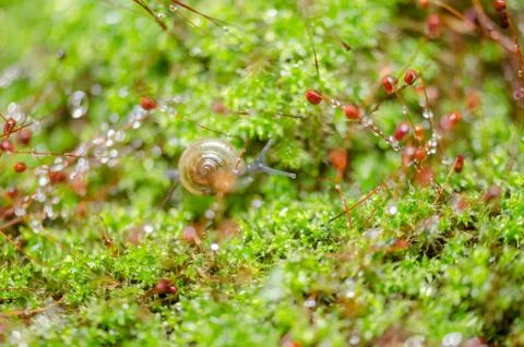 Snails and moss Stock Photos