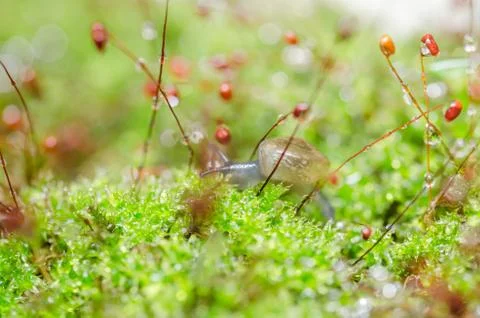Snails and moss Stock Photos