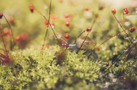 Snails and moss Stock Photos