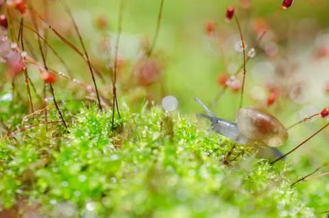 Snails and moss Stock Photos