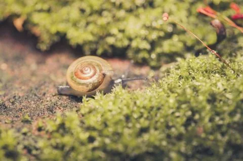 Snails and moss Stock Photos