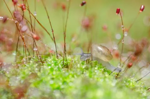 Snails and moss Stock Photos