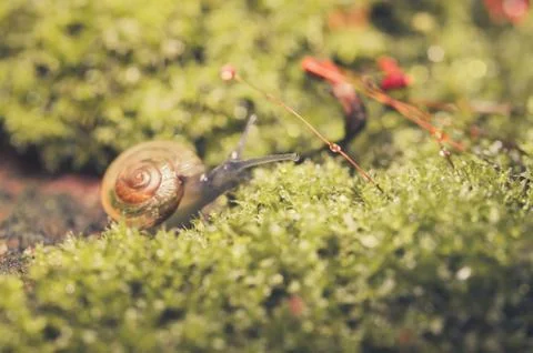 Snails and moss Stock Photos