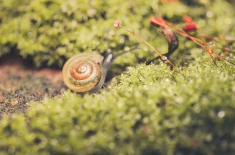 Snails and moss Stock Photos