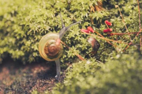 Snails and moss Stock Photos
