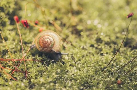 Snails and moss Stock Photos