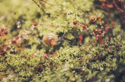 Snails and moss Stock Photos