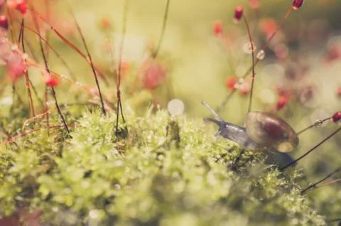 Snails and moss Stock Photos