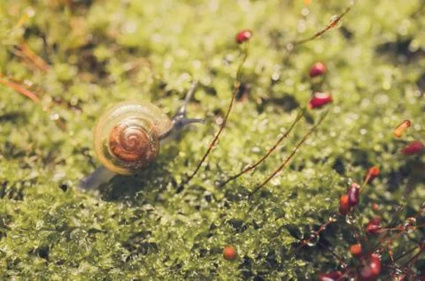 Snails and moss Stock Photos