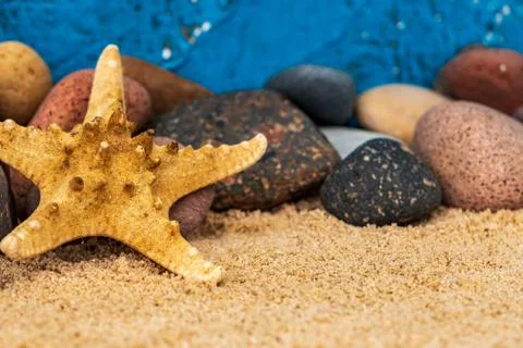 Snails and starfish in rustic blue wood Stock Photos