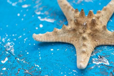 Snails and starfish in rustic blue wood Stock Photos
