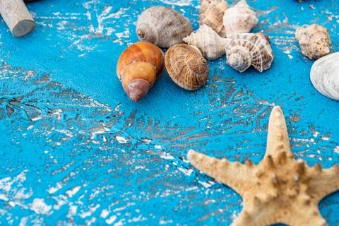 Snails and starfish in rustic blue wood Stock Photos
