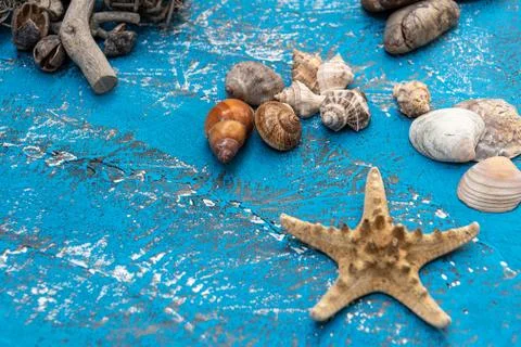 Snails and starfish in rustic blue wood 스톡 사진