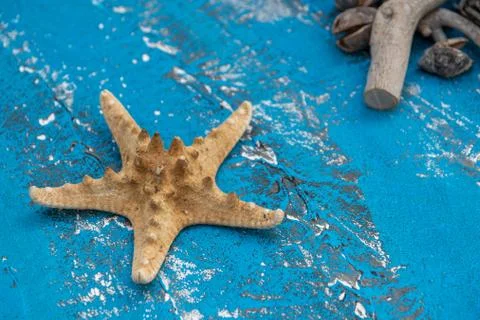 Snails and starfish in rustic blue wood Stock Photos