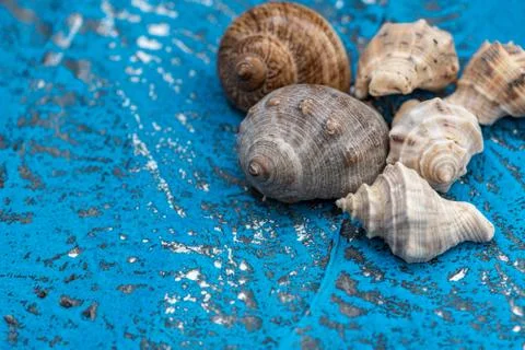 Snails and starfish in rustic blue wood Stock Photos