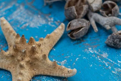 Snails and starfish in rustic blue wood Stock Photos
