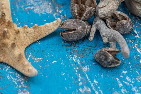 Snails and starfish in rustic blue wood Stock Photos