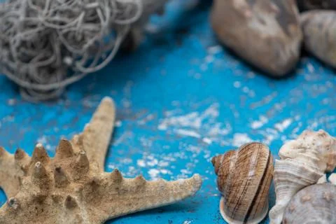 Snails and starfish in rustic blue wood 스톡 사진